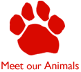 Meet our Pets